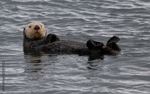 Sea otter lying on its back in the sea close to Adak islands photo