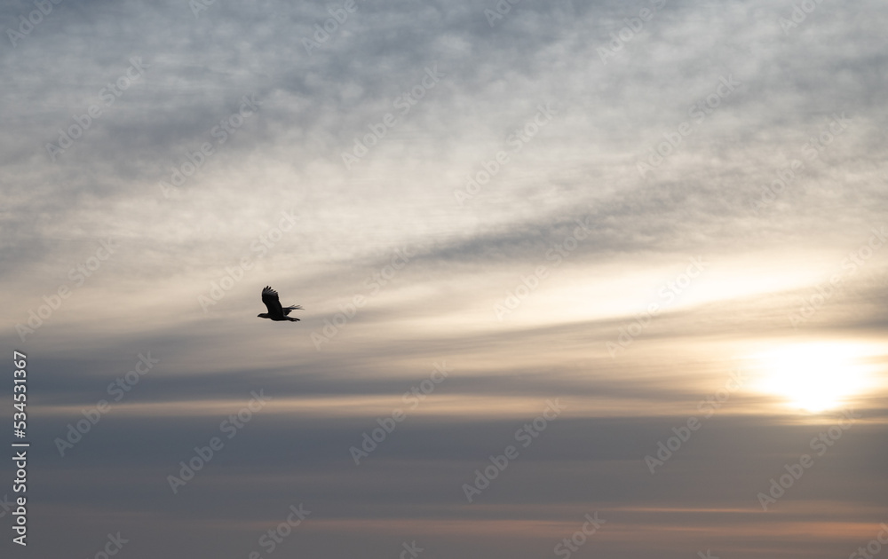 silhouette of a seagull during sunrise