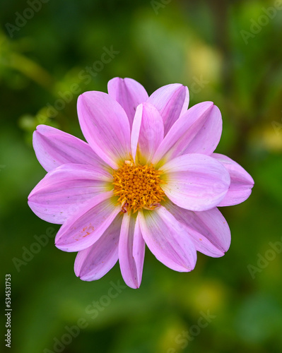 Beautiful close-up of a decorative dahlia © James Goldfinch