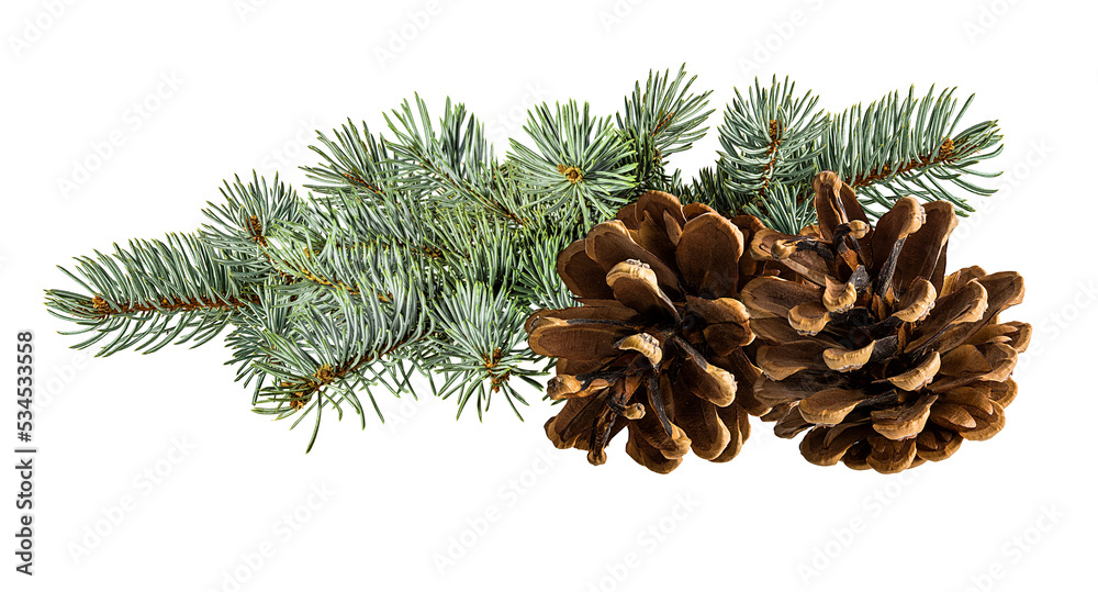 Fototapeta premium Cone and branch of fir-tree on a white background