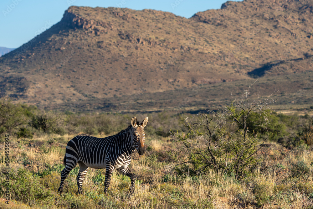 Naklejka premium Cape mountain zebra (Equus zebra zebra). Karoo, Beaufort West, Western Cape, South Africa