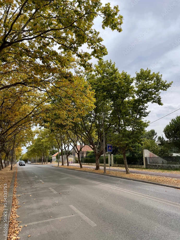 Road in the park