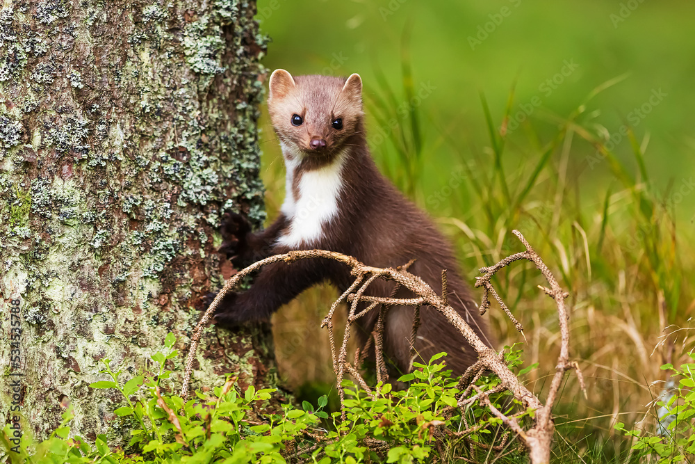 female beech marten (Martes foina), also known as the stone marten is at the base of a tree female beech marten (Martes foina), also known as the stone marten is at the base of a tree
