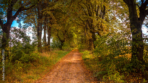 Alley of trees along the country road © Dmytro