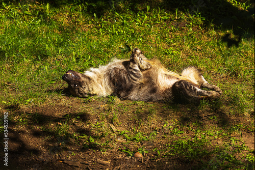 female brown hyena (Parahyaena brunnea), also called strandwolf rolls funny on her back photo
