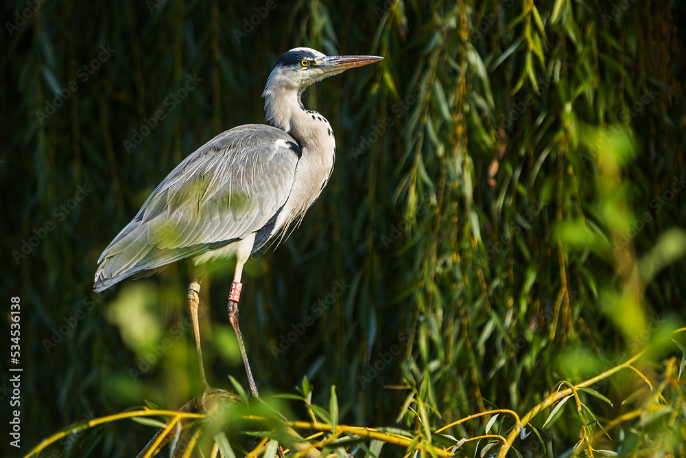 grey heron (Ardea cinerea) standing in the branches of a willow tree grey heron (Ardea cinerea) standing in the branches of a willow tree