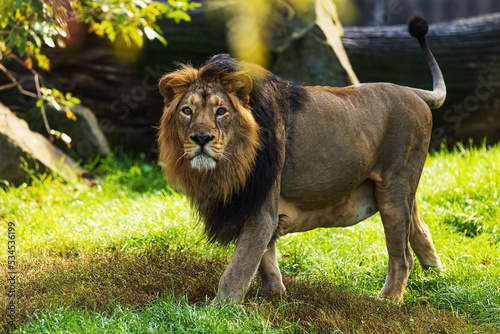 Fototapeta Naklejka Na Ścianę i Meble -  male Asiatic lion (Panthera leo leo) looking straight into the lens