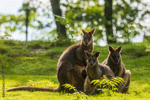 The swamp wallaby (Wallabia bicolor) is a small macropod marsupial a group of three sitting in the opposite light photo