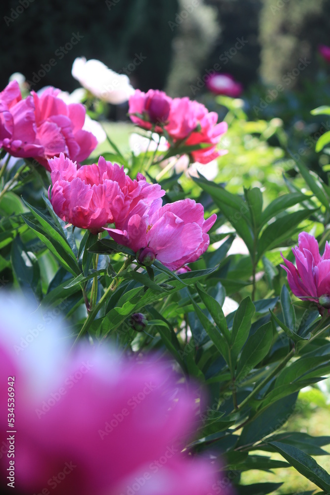 pink roses in a garden pink roses in a garden