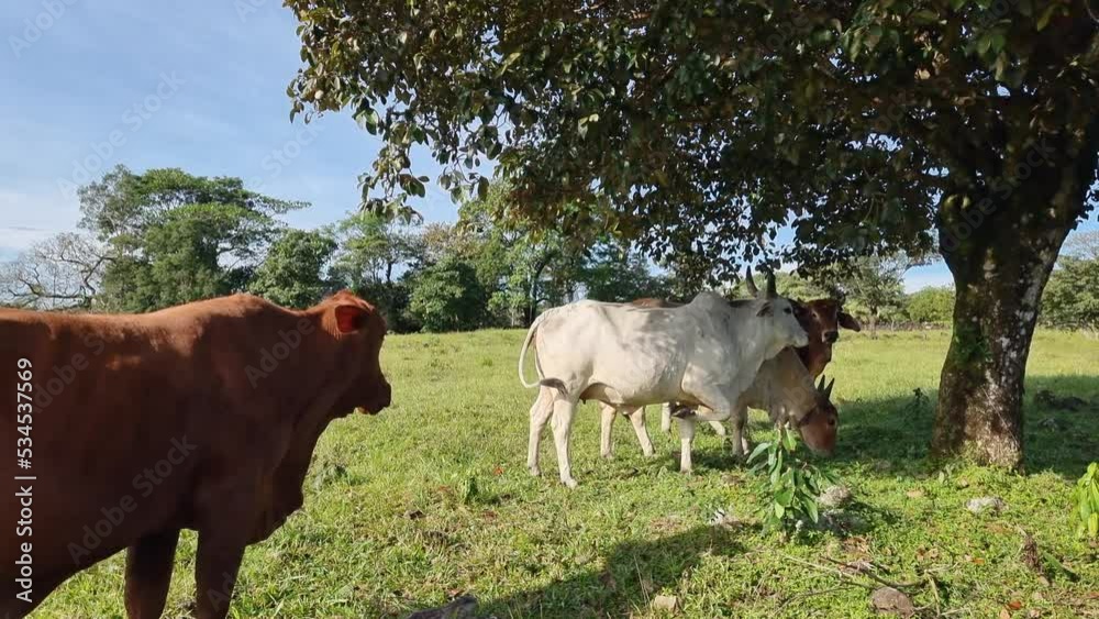 Panama, Chiriqui province, Brahman cattle breed in the pasture Panama, Chiriqui province, Brahman cattle breed in the pasture