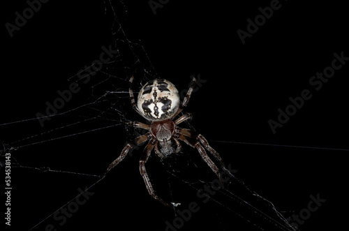 Une épeire des roseaux sur sa toile au crépuscule (Larinioides cornutus)