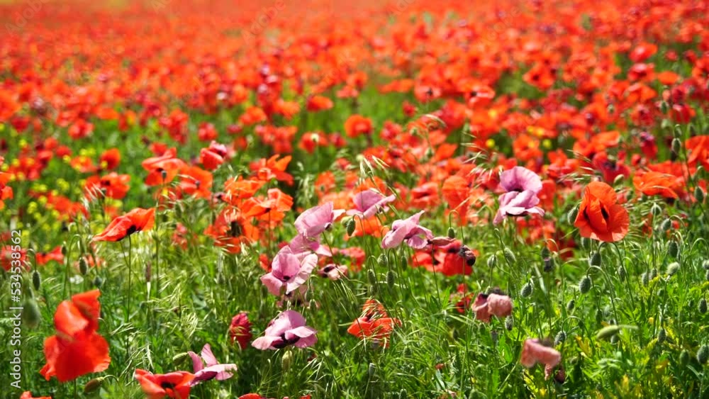 Slow motion. Field of wild poppies, beautiful summer rural landscape. Fresh green meadow with bright red flowers, sunny day. Slow motion. Field of wild poppies, beautiful summer rural landscape. Fresh green meadow with bright red flowers, sunny day.