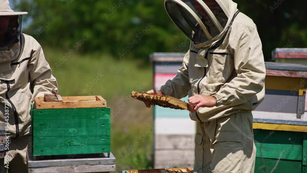 Bee farmers look at frame coated with bees. Wooden hives around men and