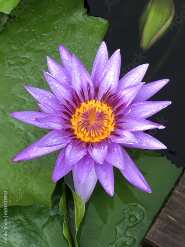 水滴したたるスイレンの花