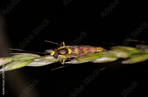 une  mouche au corps allongé, le sphaerophore Notée (Sphaerophoria scripta) posée sur une graminée
 photo