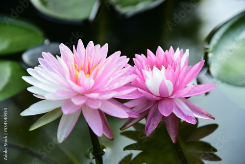 A twin of pinkish-white lotus flowers