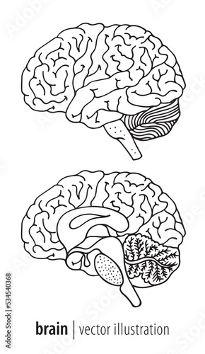 Human brain illustration, median section