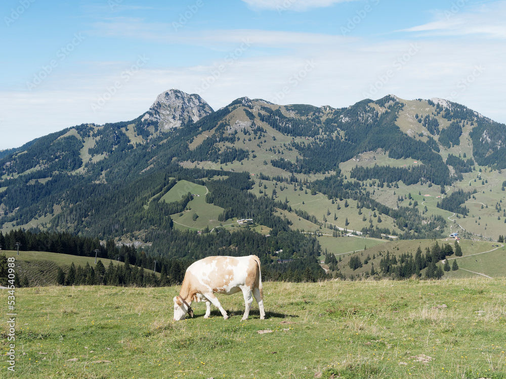 Bayerische Berglandschaft - Der Wendelstein von den wiesen von Sudelfeld und Waller Alm aus gesehen