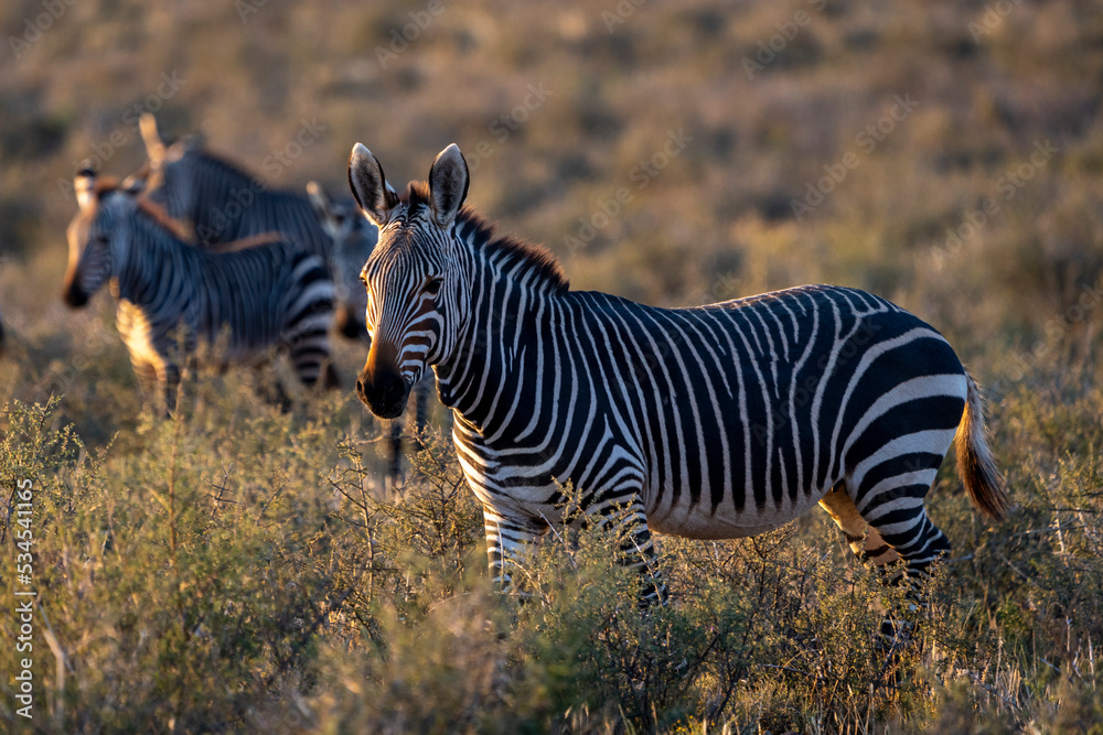 Fototapeta premium Cape mountain zebra (Equus zebra zebra). Karoo, Beaufort West, Western Cape, South Africa