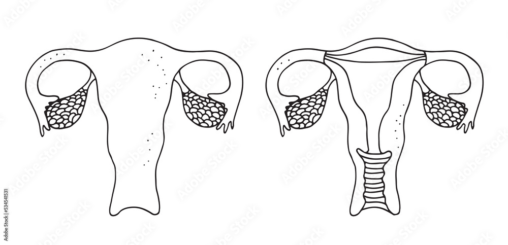 Uterus vector illustration Uterus vector illustration