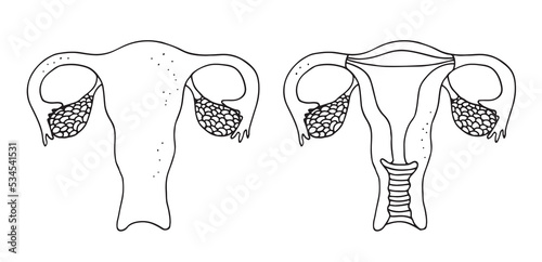 Uterus vector illustration