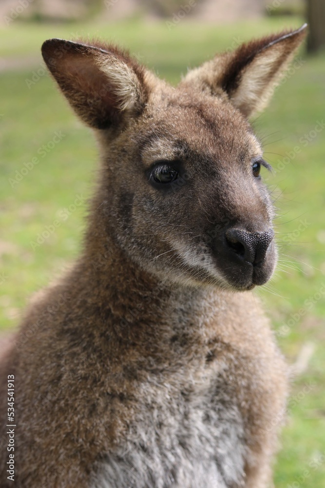 kangaroo in the grass