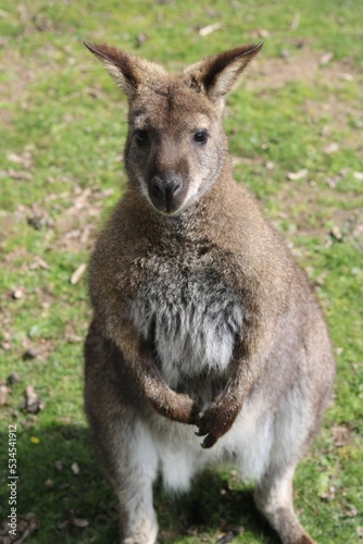 kangaroo with baby © Galle