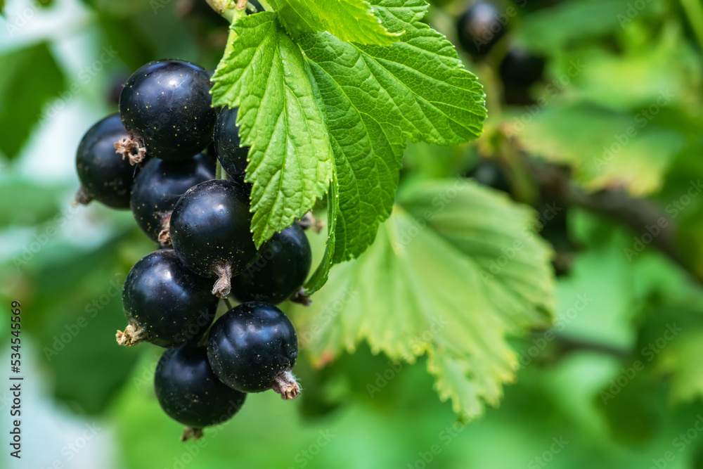 Bush of black currant with ripe bunches of berries and leaves on blurred natural green background. Bush of black currant with ripe bunches of berries and leaves on blurred natural green background.