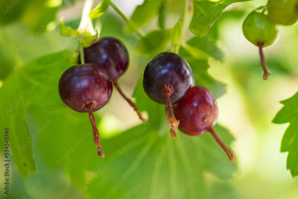 Josta berries of a hybrid of blackcurrant and gooseberry on the branches of a bush in the early morning. Josta berries of a hybrid of blackcurrant and gooseberry on the branches of a bush in the early morning.