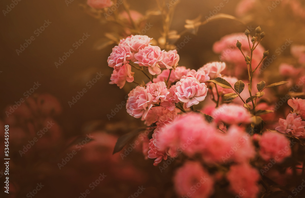 Beautiful pink rose flowers bloom on the branches of the bush, illuminated by the morning sunlight in the garden. The beauty of nature. Beautiful pink rose flowers bloom on the branches of the bush, illuminated by the morning sunlight in the garden. The beauty of nature.