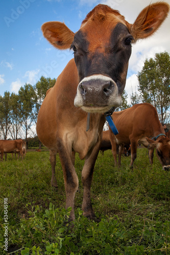  vacas lecheras jersey © Fernando