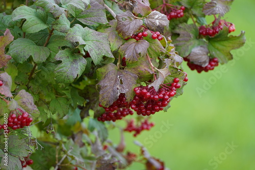 Johannisbeeren