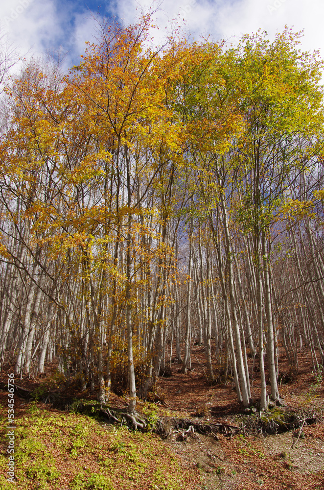 Abruzzo, the colors of autumn foliage Abruzzo, the colors of autumn foliage