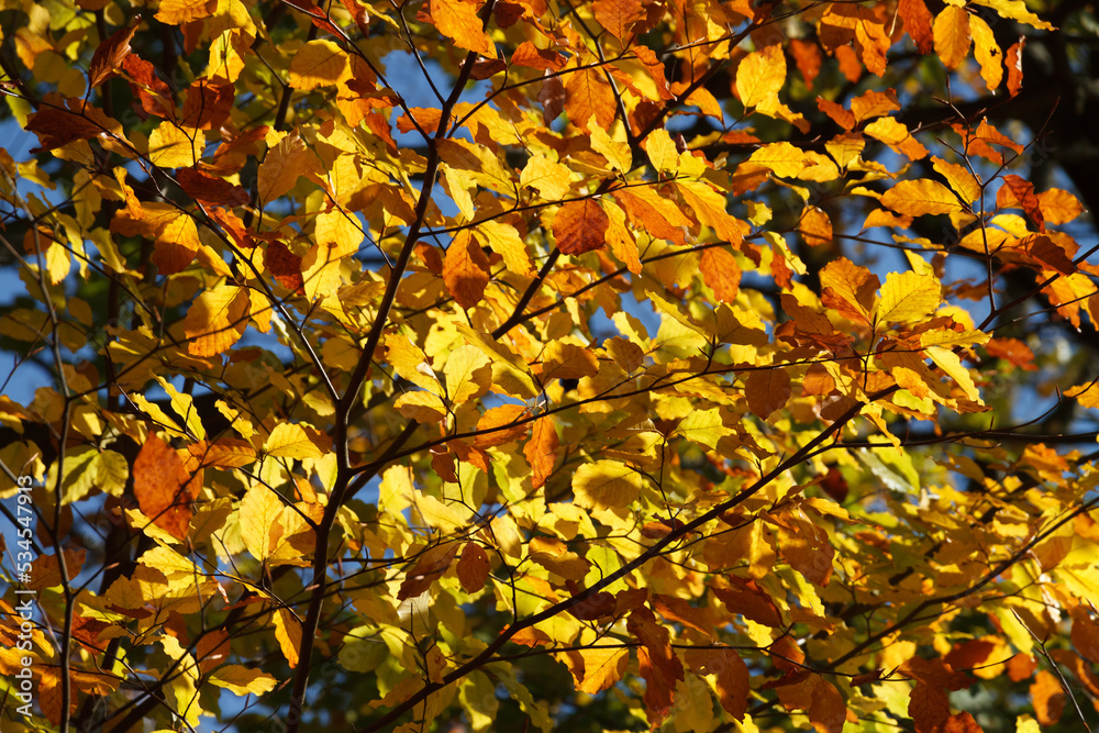 liście jesiennych drzew w świetle słońca po południu - obrazy, fototapety, plakaty 