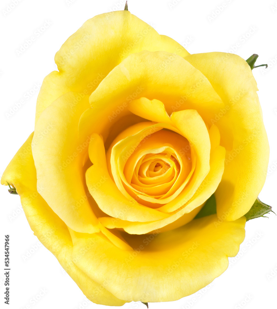 yellow Rose flowers for love wedding and valentines day yellow Rose flowers for love wedding and valentines day