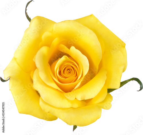 Fototapeta Naklejka Na Ścianę i Meble -  yellow Rose flowers for love wedding and valentines day