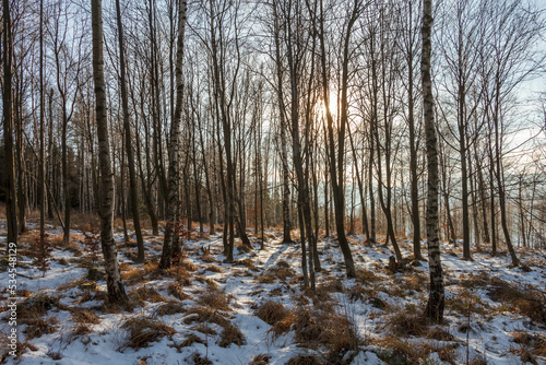 osłoneczniony las w zimie 