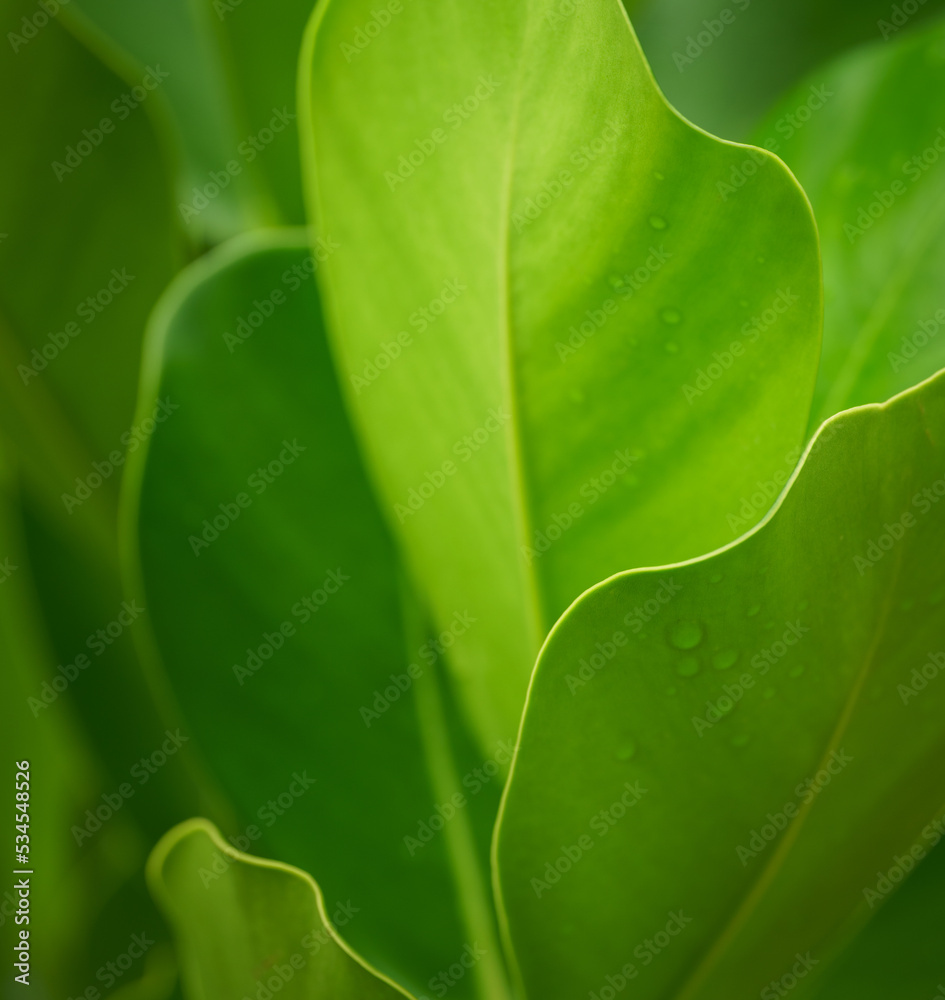 close up macro abstract curve line edge of tropical botanical background fresh green round leaves plant foliage with copy space.for ecology wallpaper,health backdrop,minimal natural design. close up macro abstract curve line edge of tropical botanical background fresh green round leaves plant foliage with copy space.for ecology wallpaper,health backdrop,minimal natural design.