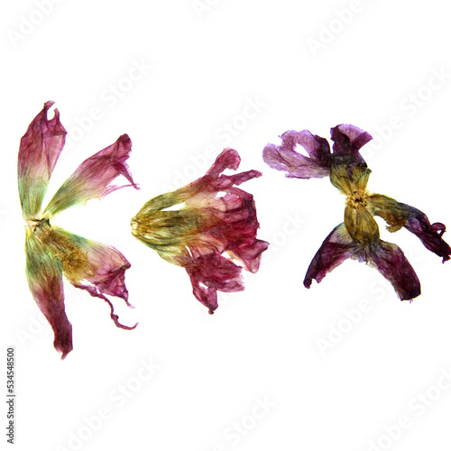 tulip perspective flowers and petals