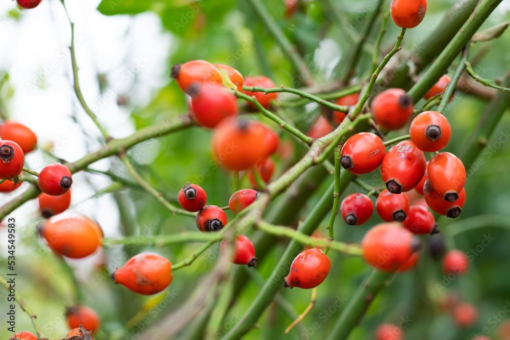 red berries on a branch