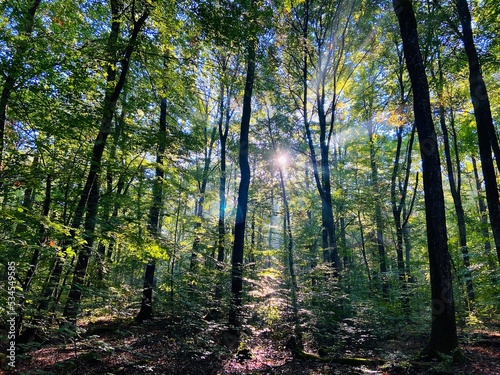 forest in the morning