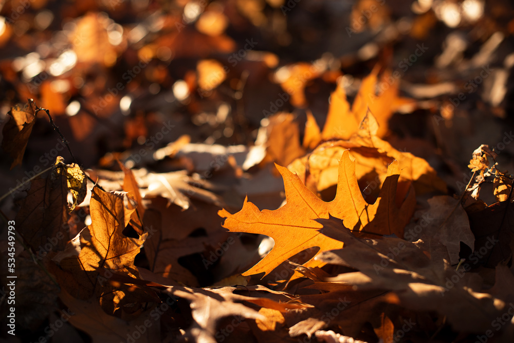 Closeup photography of golden autumn leafs in sunlight.