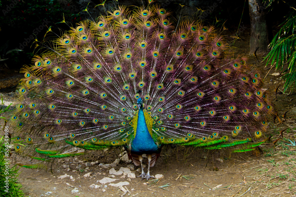 Obraz premium Zoo Animals 