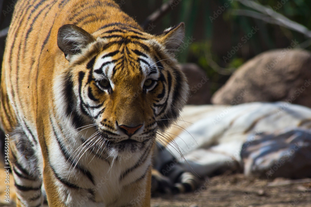 Obraz premium Zoo Animals 