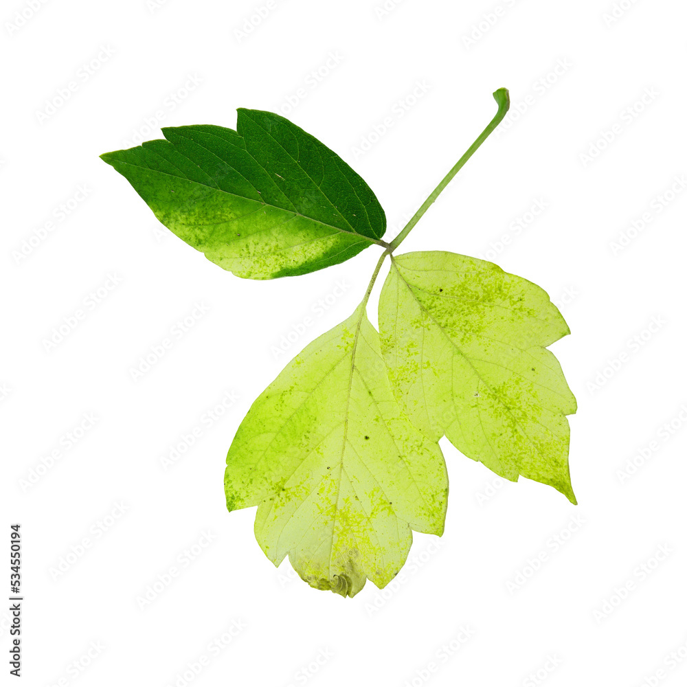 Fototapeta premium Siberian colorful maple leaves