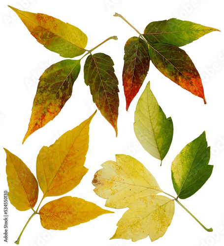 Siberian colorful maple leaves