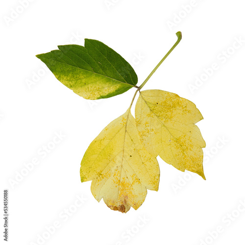 Siberian colorful maple leaves