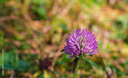 Single flower of purple clover on autumn foliage. Focus on fragile flower  background blurred.