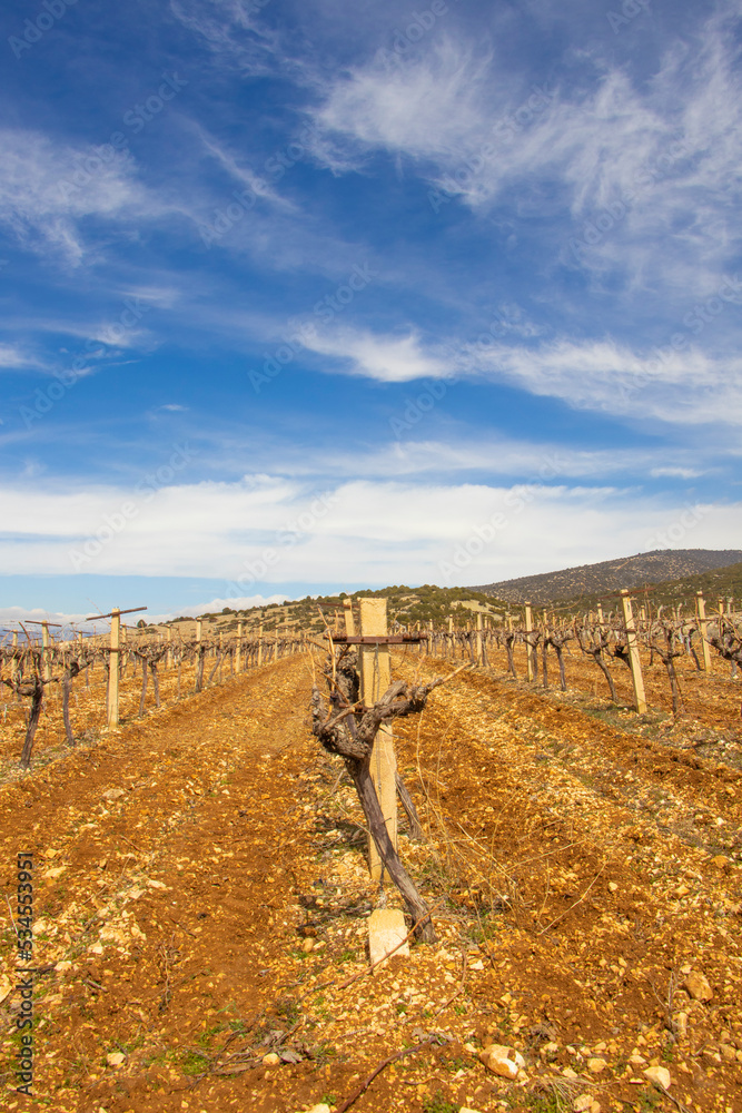 Obraz premium vineyards from different angles and the mountains and lush green meadows stretching behind