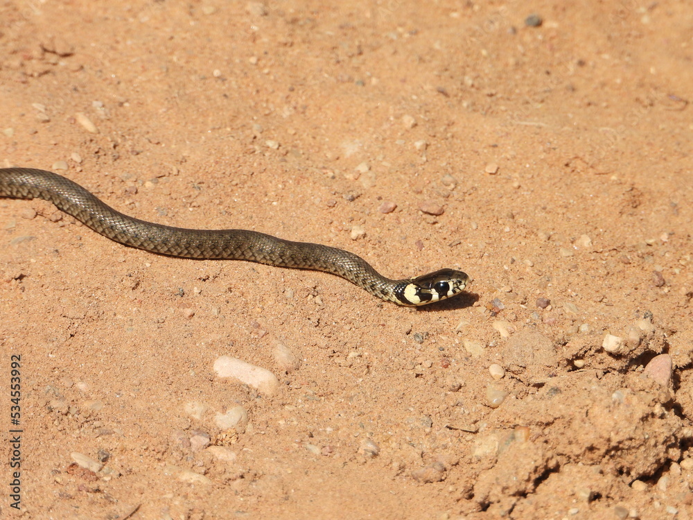Baby grass snake, Natrix natrix Baby grass snake, Natrix natrix